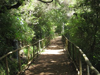 Begeleide trekking naar Queimadas Levada, Caldeirão Verde en Santana